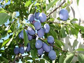 Stanley Prune Plum